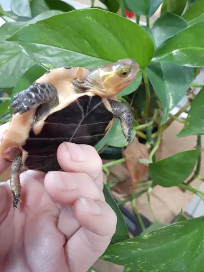 baby chinese box turtles, View more