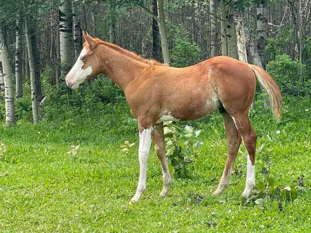 2026 APHA sorrel overo colt in Horses & Ponies for Rehoming in Edmonton - Image 5