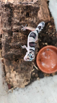 Baby Leopard Geckos - Mack Snow