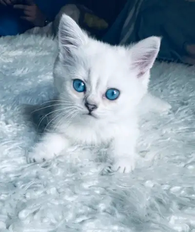 purebred British shorthair kitten cat BLUE eyes, View more