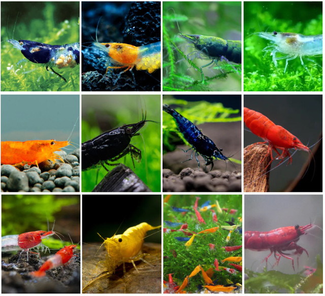 Premium Cherry  Shrimps ( Painted Fire Reds / Blue Dreams / etc) in Fish for Rehoming in North Shore