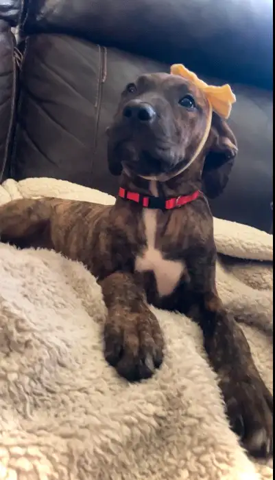 ❤️❤️ MAJESTIC MASTIFF PUP’S! ❤️❤️  ONLY 1 GIRLLEFT! ❤️ in Dogs & Puppies for Rehoming in Edmonton - Image 3