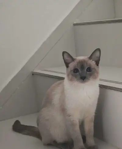 Siamese Cats, View more