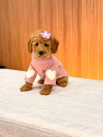 Sweet Mini Goldendoodle puppies ready to meet you, View more