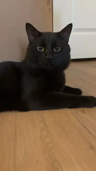 cat for sale , View more