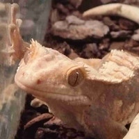 baby crested geckos Kawartha Lakes Peterborough Area Preview