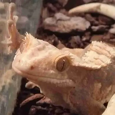 baby crested geckos, View more