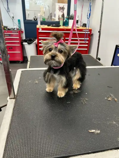 Femelle morkie très petite elle a 4 mois et demi pas pour accoupler très colleuse adore être dehors...