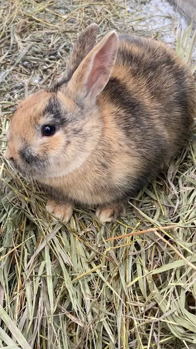 Rex Bunnies, View more