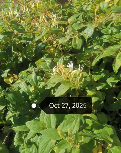 Beautiful honeysuckle with healthy roots good indoor or outdoor, View more