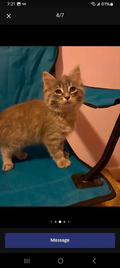 Did you or someone you know buy either or both of these two kittens in the last 2/3 weeks from a sel...