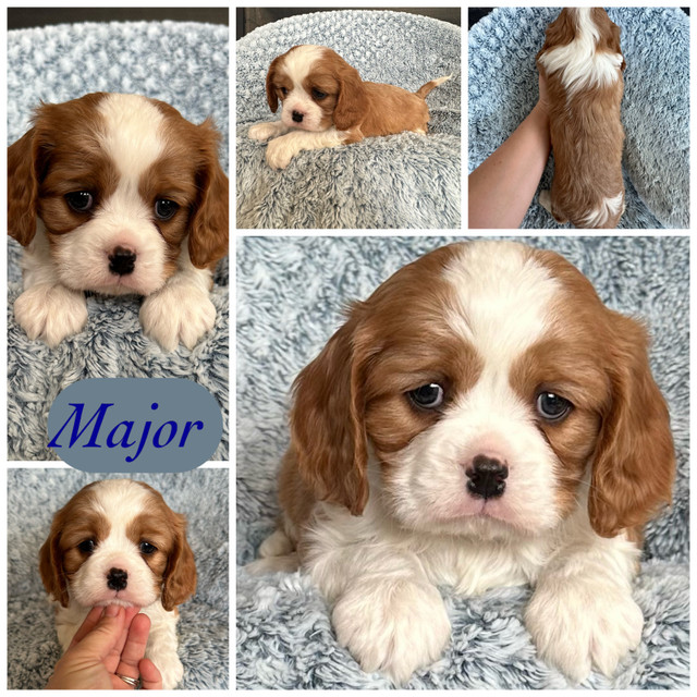 Purebred Cavalier King Charles Spaniel  in Dogs & Puppies for Rehoming in St. Albert