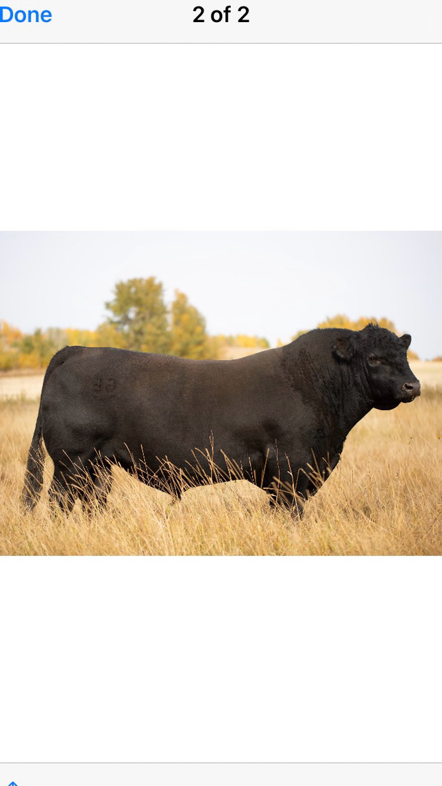 Black Angus Bulls in Livestock in Regina