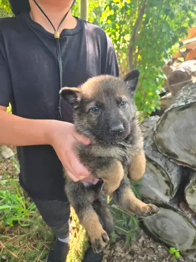 REGISTERED GERMAN SHEPHERD PUPS, View more