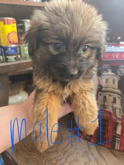 $800 each pup if your able to meet this weekend!! June 14th and 15th Two batches of pups looking for...