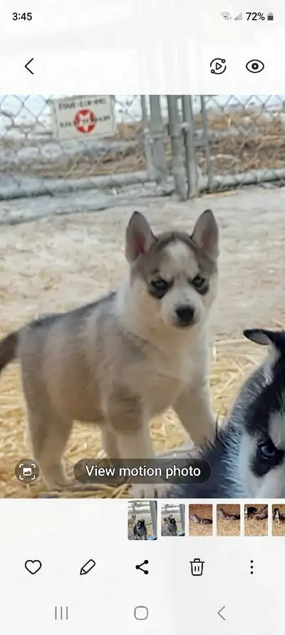 Siberian/Alaskan Husky puppies , View more