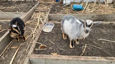 Nigerian Dwarf Buckling, View more