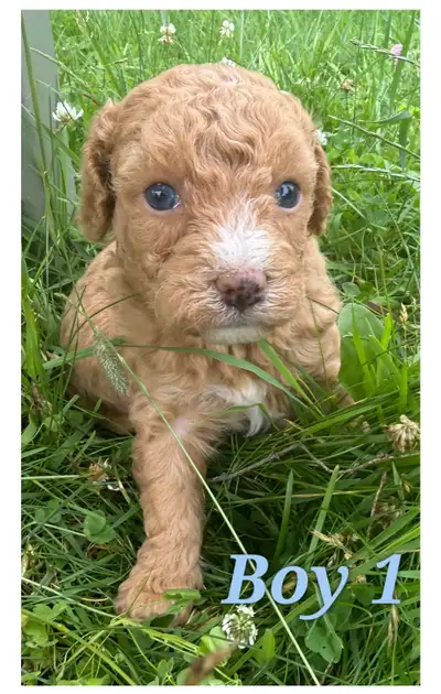 Mini-Toy Cavapoo F1B ❤️❤️❤️❤️, View more