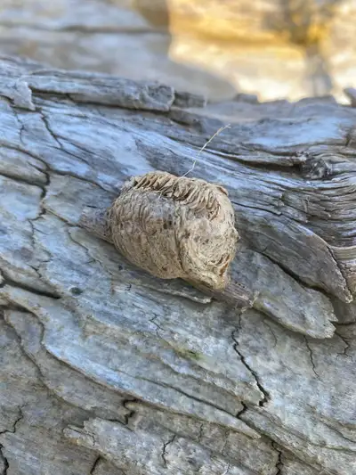 Praying mantis egg cases , View more