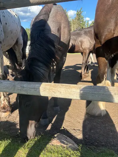 horse for sale , View more