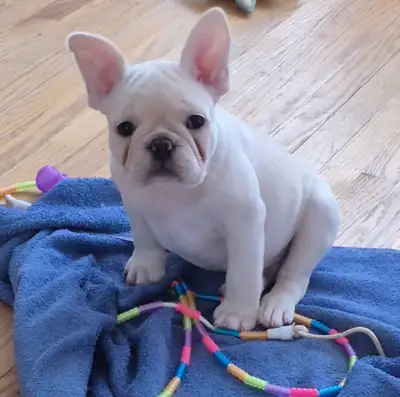 Quality European French Bulldogs, View more