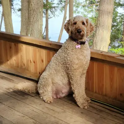 Labradoodle Puppies Expected May 10th, View more