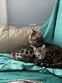 Bengal chatons