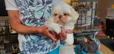NEXT LITTER AUGUST Ckc registered shih tzu text to be on list $1250 each 431 996 6049 1 white/ liver...