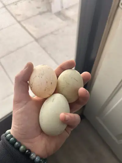 Indian Runner Duck Fertilized Eggs Available $20 - 1/2 dozen Second photo is of parents At this time...