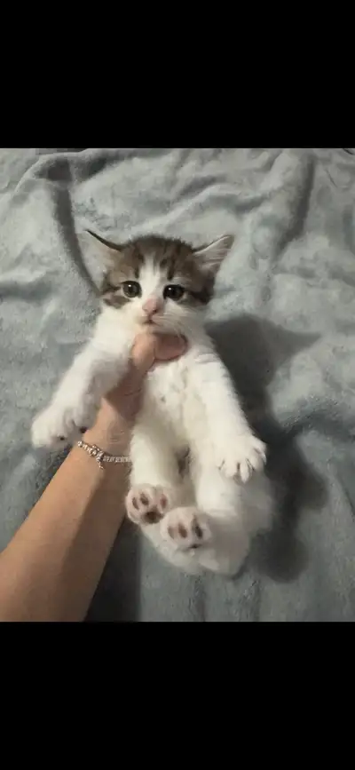  kittens❤️, View more