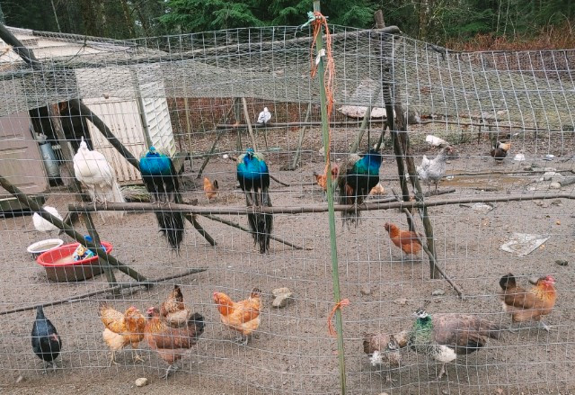 10 Peacocks for sale in Birds for Rehoming in Campbell River - Image 3