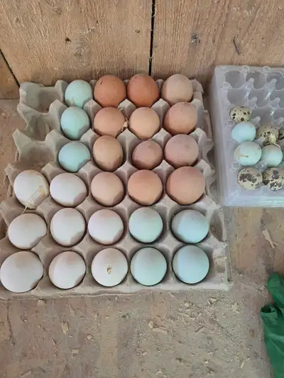 Poussin mix 1 semaine et plus 15$ Pas sexé. Plusieurs de disponible Cailles aussi disponible poussin...