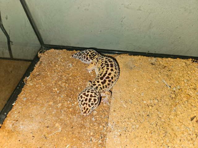 Leopard Gecko and everything included in Reptiles & Amphibians for Rehoming in Ottawa - Image 4