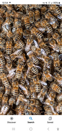 Honey Bee Swarm Removal 