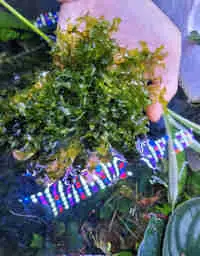 Subwassertang Pilea, Limnophila sessiliflora