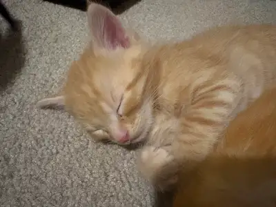 Cute Kittens ‍⬛, View more