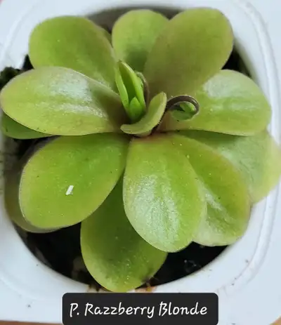 Pinguicula Razzberry blonde butterwort carnivorous plant, View more