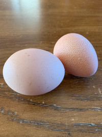 Silkie Eggs - Free
