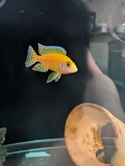 African cichlid saffron peacock breeding group, View more