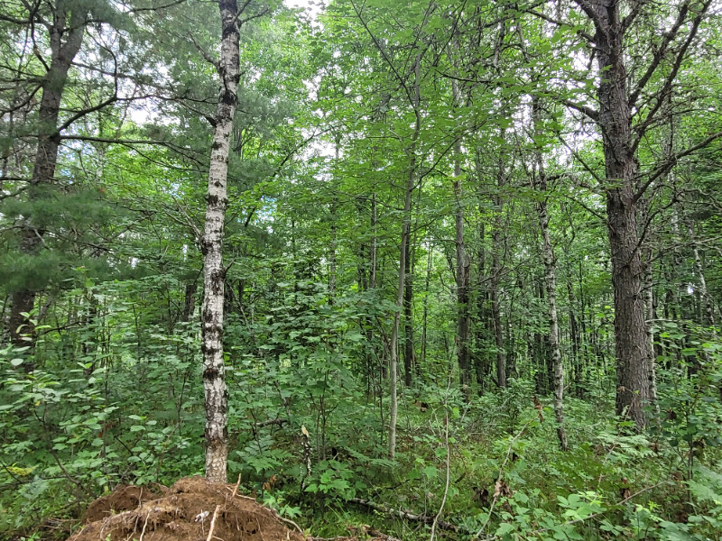 Flat wooded 2 acre lot for sale Kazabazua Land for Sale Gatineau Kijiji