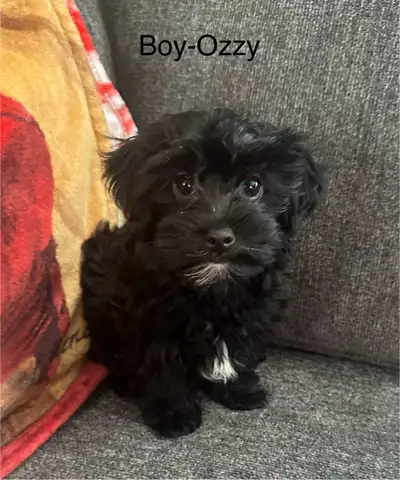 Yorkipoo pups ready to go now to their forever homes., View more