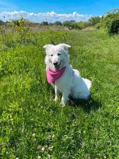 Luna is a very energetic, sweet dog looking for a loving home. This Nov 26 she'll be turning 5 years...