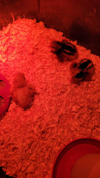 Day old chicks. Unsexed barnyard mix