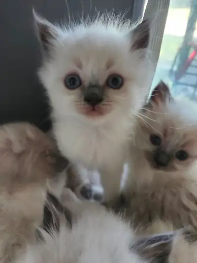 RAGDOLL KITTENS, View more
