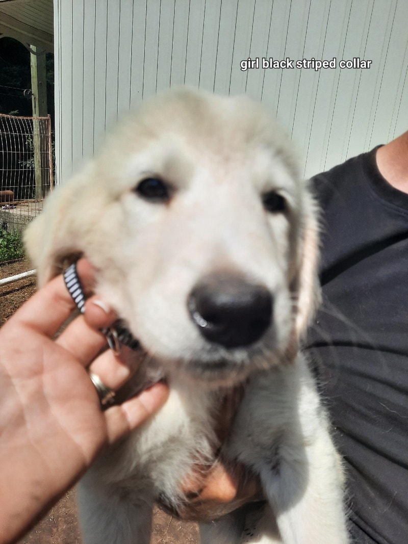 Maremma lab puppies Dogs & Puppies for Rehoming Peterborough Kijiji