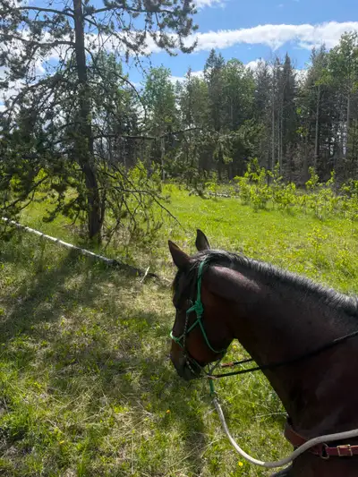 Cow-Calf Range Rider – Chasm/Clinton Area, View more