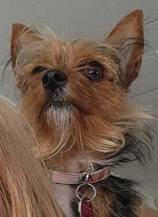 Chorkie Puppy,  Healthy, TINY, well trained, shots in Dogs & Puppies for Rehoming in Kelowna - Image 2