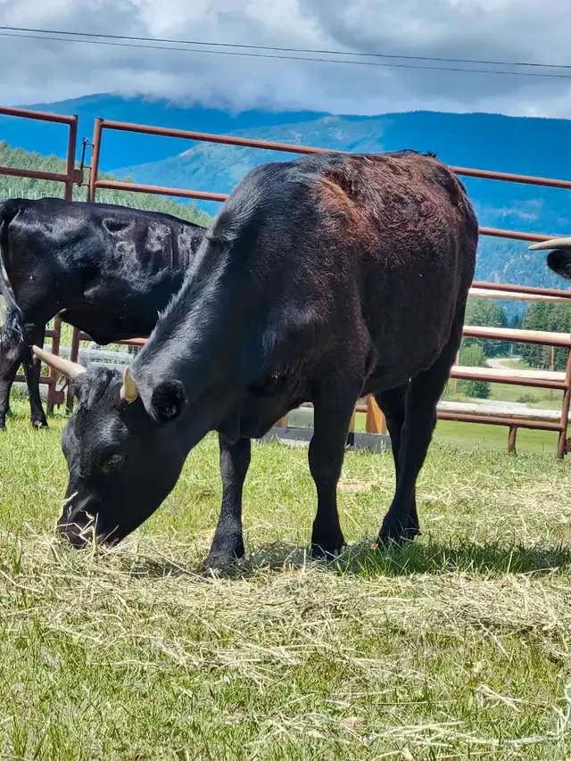 dexter cow/calf pair and yearling heifer in Livestock in Cranbrook - Image 7