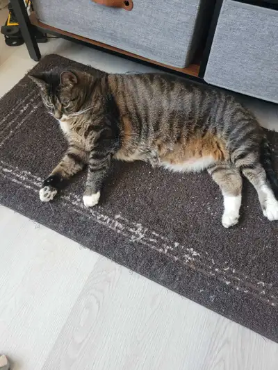 Looking for good home for my cat Nickey, male Neutered,13 years old inside cat comes with food,litte...