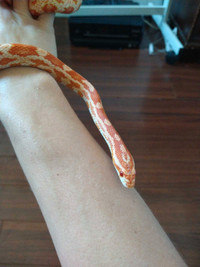 Serpent des blés / Corn Snake /het albino female